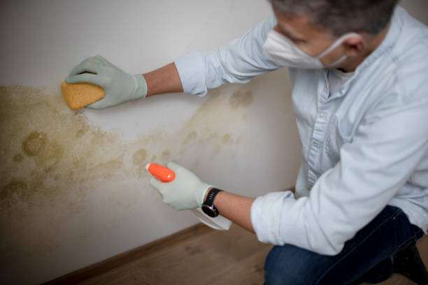 Best Mold Removal Company Near Me  in Cherry Hill Mall, NJ