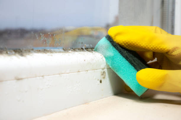 Best Black Mold Removal  in Cherry Hill Mall, NJ