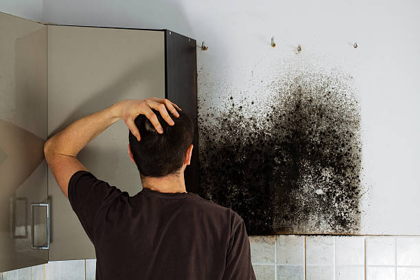 Best Home Mold Removal  in Cherry Hill Mall, NJ